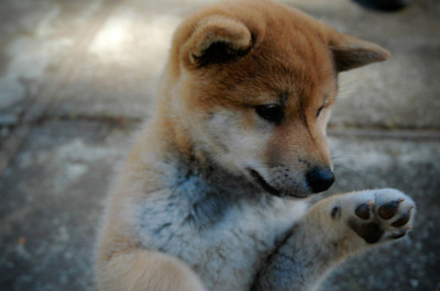 cute,  dingo and  dog