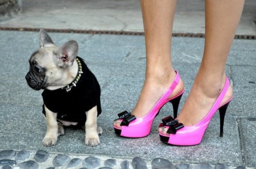dog, fashion and girl