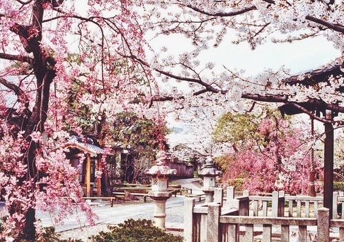 cherry blossoms, japan and photography
