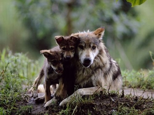 animals, babies and baby