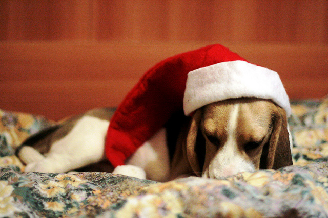 beagle, christmas and christmas hat