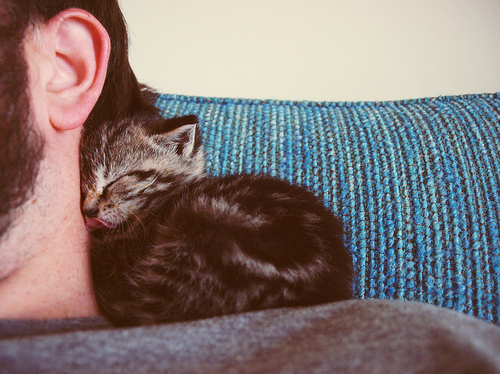 beard, cat and cuddling