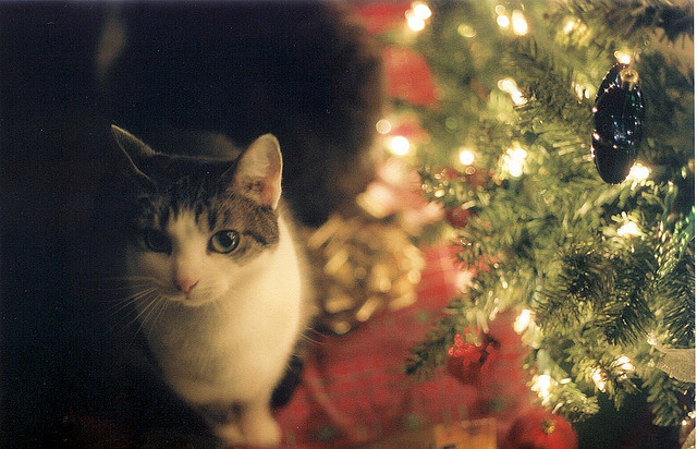 cat, christmas and christmas tree