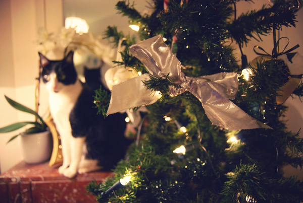 cat, christmas tree and home