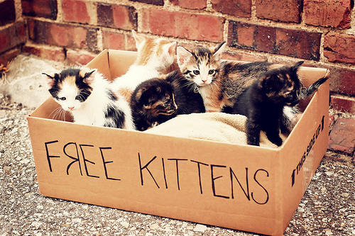 cute, free and free kittens