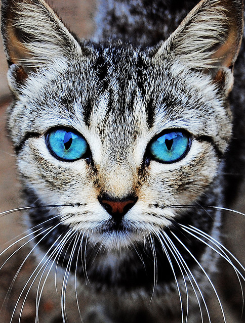 adorable, blue and blue eyes