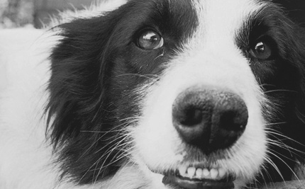 b&w,  border collie and  cute