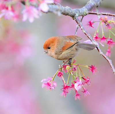 bird, cute and flowers