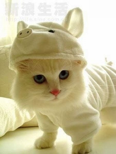 cats, cute and funny