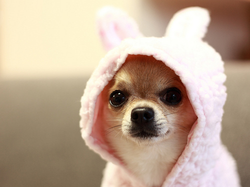 cute-dog-funny-new-year-nice-Favim.com-127331.jpg