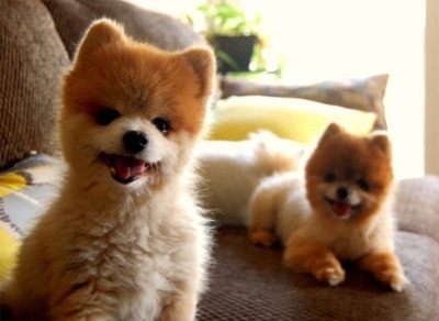 cute,  dog and  pomeranian