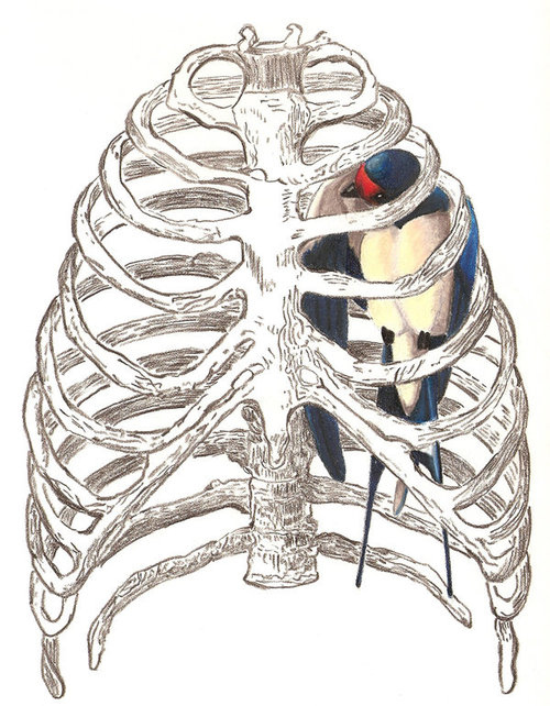 anathomy, anatomy and bird
