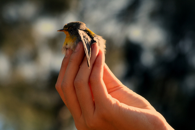 bird, cute and hand