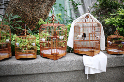 birds,  cages and  cute