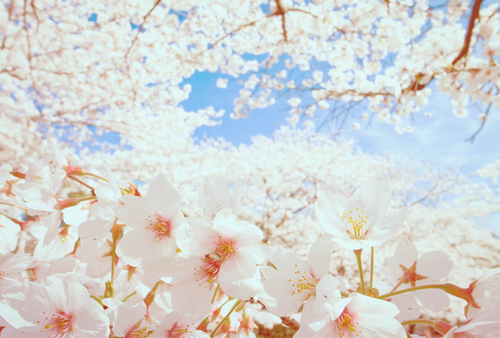 cherry blossoms, floral and flowers