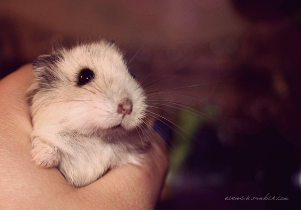cute, eyes and hamster