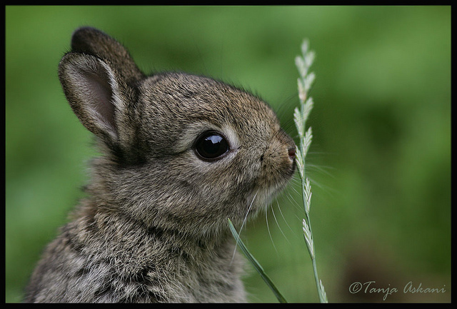 http://favim.com/orig/201108/23/animal-baby-bunny-cute-little-Favim.com-128764.jpg