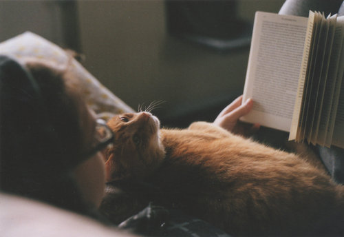 animal, book, cat, cute, girl