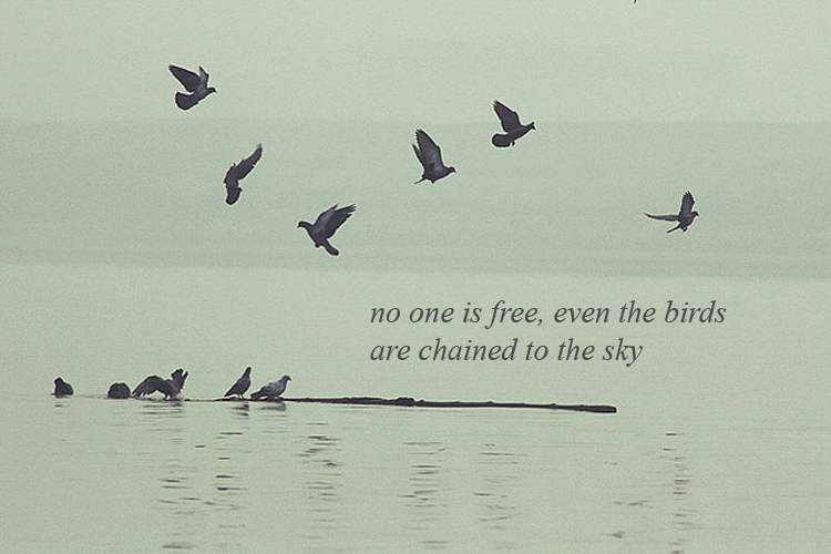 birds, bob dylan and quote