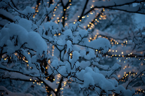 christmas, christmas lights and forest