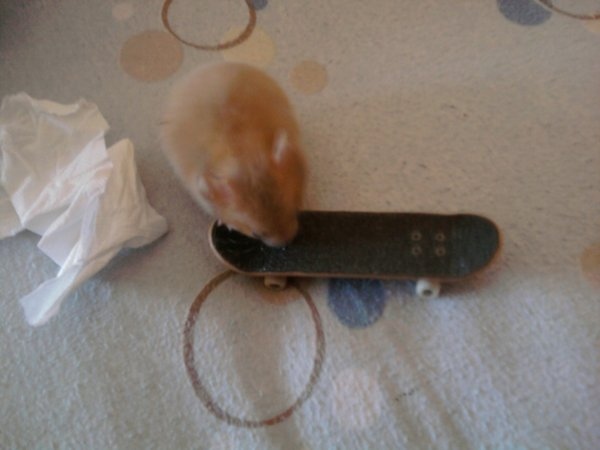 cute, hamster and mini skate