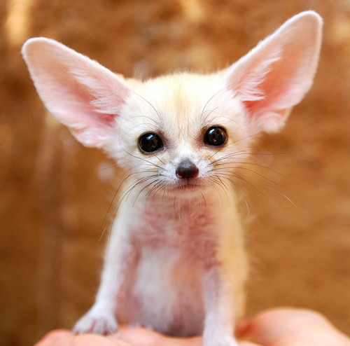 animal-big-ears-cute-cute-animal-fennec-fox-Favim.com-129785.jpg