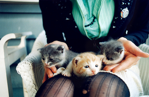 awn, cats and cute