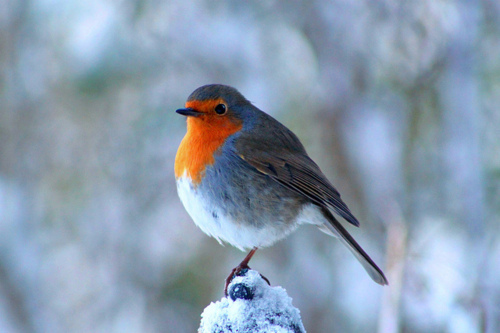 bird, cute, robin, snow, winter