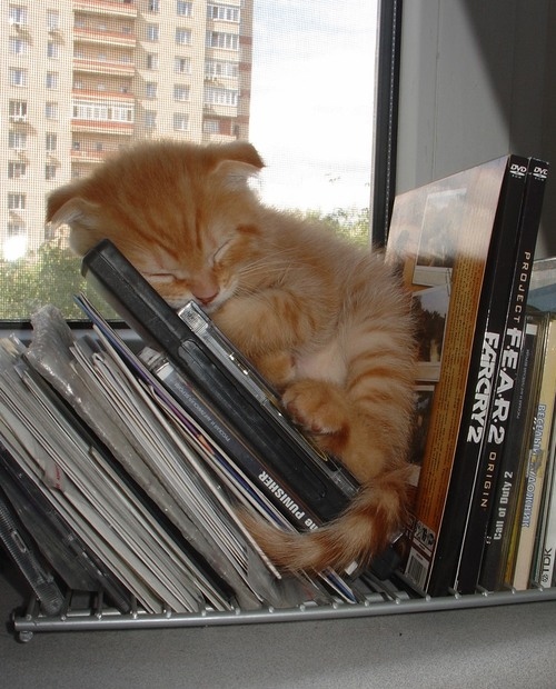 cat, cats and cds