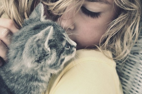 animal, blonde and cat