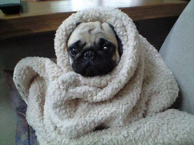 blanket,  bundled and  cute