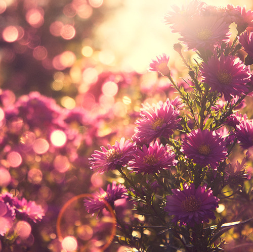 flowers, nature and pink