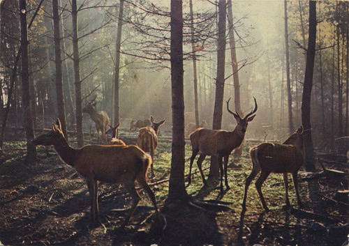 animals, deer and forest