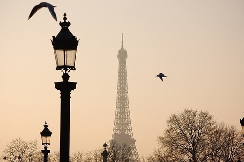birds, eiffel tower and paris