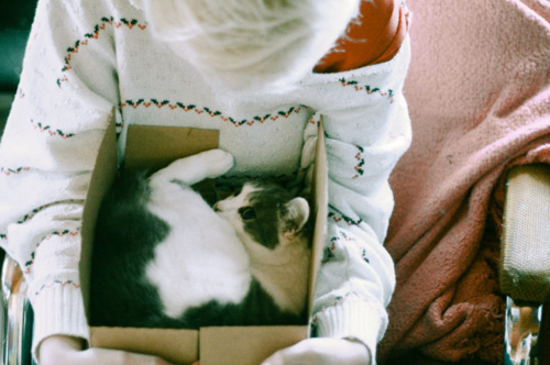 box, cat and girl