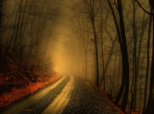 color, extreme beauty and foggy woods