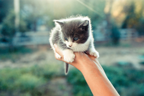 cute, kitten and love