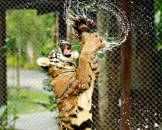animal, photography and tiger