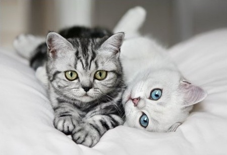 Cute Cats  Kittens on Cat  Cats  Cute  Kitten  Kittens   Inspiring Picture On Favim Com