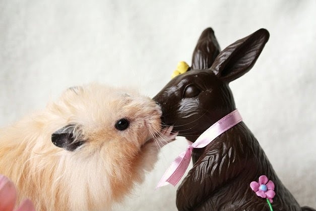 chocolate, guinea pig and hamster