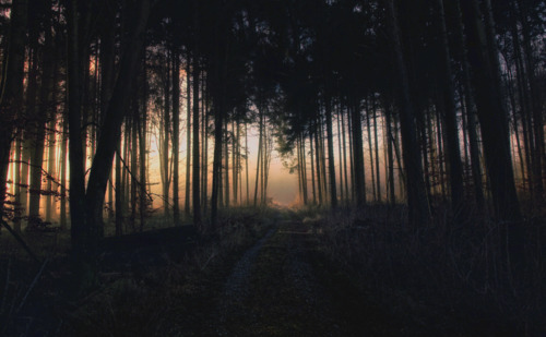 amazing, awesome, dark, forest, gsayour