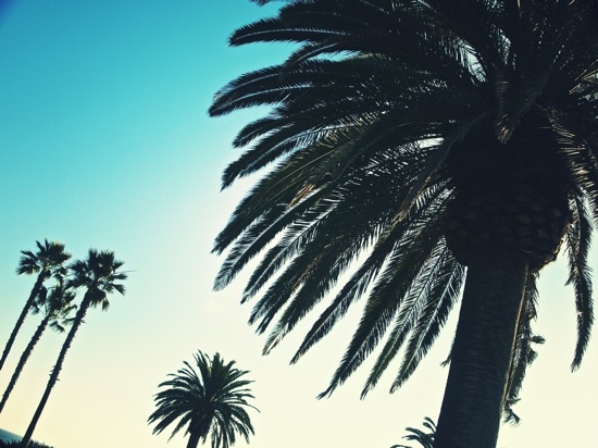 california, ocean and palm tree