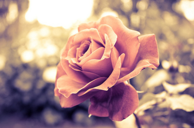 flower, garden, pink, rose