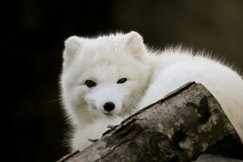 animal, arctic fox and cute