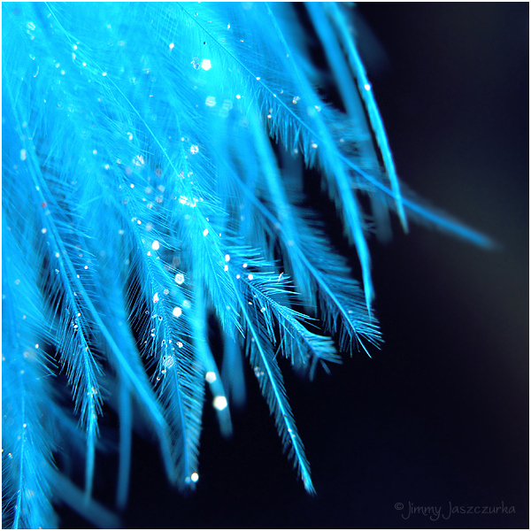 blue, feather and lights