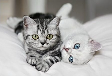 cats,  cute and  cuteee