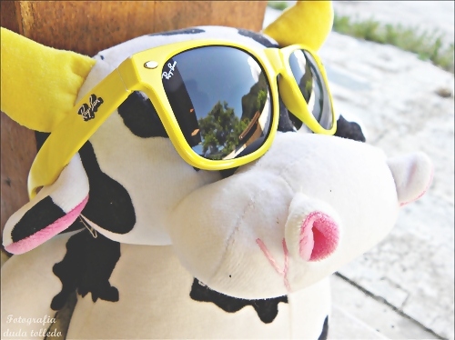 cow, oculos and rayban