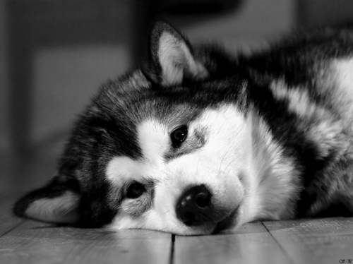 black and white, cute and dog