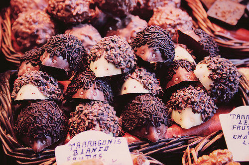 chocolate, cute and hedgehogs