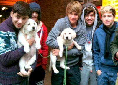 dog,  harry and  liam